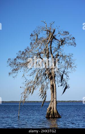 Blue Cypress Tree Foto Stock