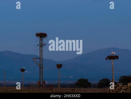 Pali leggeri con cicogne nidificano al tramonto nella valle di Ambroz di Extremadura ora blu Foto Stock