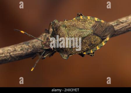 Bronze Shieldbug (Troilus luridus) strisciando sul ramoscello. Tipperary, Irlanda Foto Stock