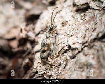 Un coleottero di longhorn nero (Rhagium mordax) che poggia su un pino Foto Stock