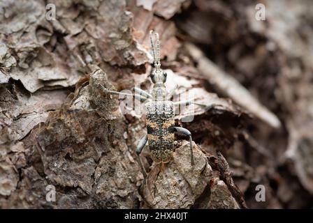 Un coleottero di longhorn nero (Rhagium mordax) che poggia su un pino Foto Stock