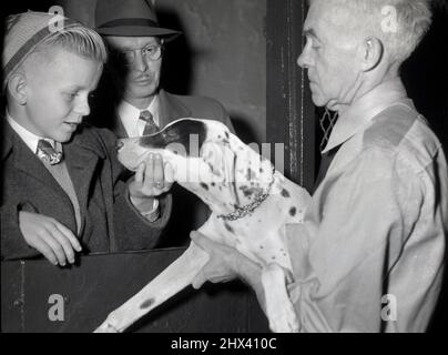 1948, storico, accompagnato dal padre, il volto di un ragazzo si illumina mentre tiene la bocca di un piccolo cane di salvataggio 'Collie' tenuto da un uomo, presso l'ASPCA, la famosa casa di cani e rifugio per animali della città di New York, fondata a New York, USA nel 1866. Foto Stock