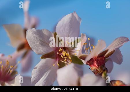 Ramo di mandorla in fiore primaverile primo piano. Luce tenera, tonalità artistiche, profondità di campo bassa, messa a fuoco selettiva morbida. Fiori in fiore a earl Foto Stock