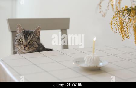divertente gatto seduto al tavolo con una torta di compleanno con una candela Foto Stock