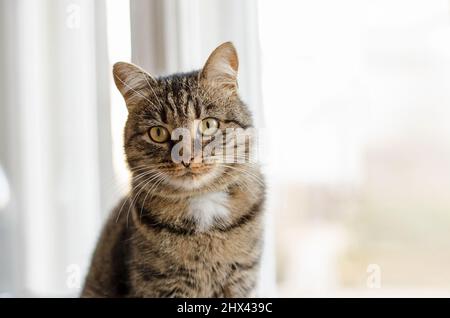 Un gattino ben curato si siede sul davanzale e guarda la telecamera. Ritratto di un bel gatto domestico Foto Stock