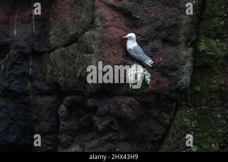 Kittiwake con zampe nere (Rissa tridactyla), isola di Mykines, Isole Faroe, Danimarca. Foto Stock