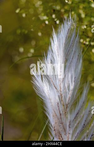 Primo piano di bello bianco kash o kans erba fiore Foto Stock