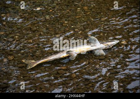 Salmone del Pacifico morto dopo la riproduzione nel fiume Green dello stato di Washington Foto Stock