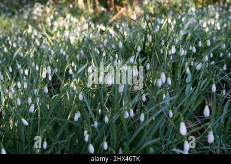 Fiori in fiore, tra cui un mare di migliaia di gocce di neve alla riserva naturale Warley Place Warley nell'Essex Foto Stock