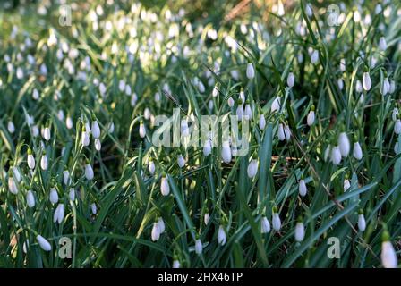 Fiori in fiore, tra cui un mare di migliaia di gocce di neve alla riserva naturale Warley Place Warley nell'Essex Foto Stock