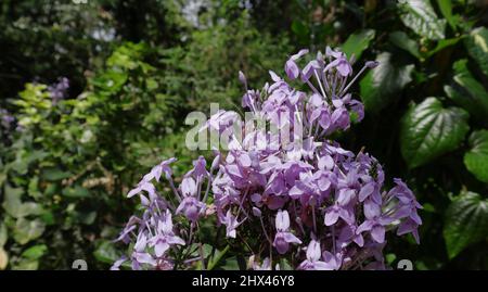 Primo piano di un grande grappolo di fiori viola di una pianta ornamentale casa Foto Stock