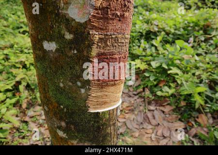 Primo piano di una sezione iniziale sulla maschiatura in gomma di uno stelo in gomma Foto Stock