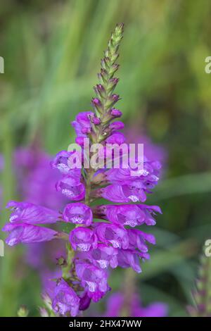 Primo piano di una falsa pianta di dragonhead (fitostegia virginiana) in fiore Foto Stock