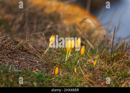 Croci gialli contro uno sfondo bokeh di molti fiori Foto Stock