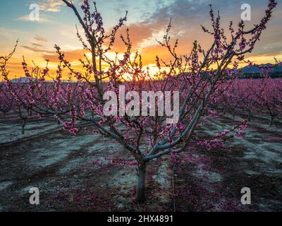 Tramonto nel frutteto di Cieza con gli alberi da frutto in fiore. Foto Stock