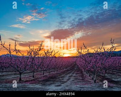 Tramonto nel frutteto di Cieza con gli alberi da frutto in fiore. Foto Stock