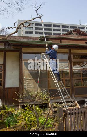 03-22-2015 Tokyo. Un piccolo operaio giapponese in un casco e stivali di pelle (come una calza) che segano una tosse secca su una scala ... Foto Stock