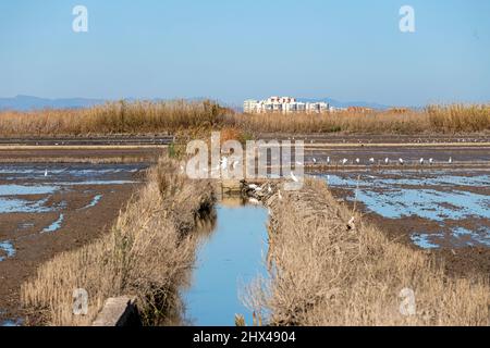 Campo di riso in inverno a la Albufera, El Palmar, provincia di Valencia, Spagna Foto Stock