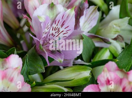 Primo piano di fiori misti di Alstroemeria. Foto Stock