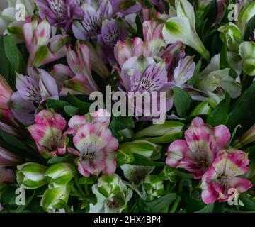 Primo piano di fiori misti di Alstroemeria. Foto Stock