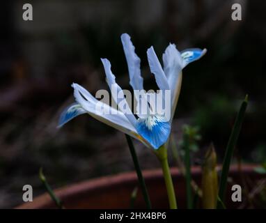 IRIS reticolata 'pianeta congelato'. Foto Stock