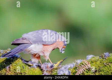 Uccello di Prey - Sparrowhawk (Accipiter nisus), anche conosciuto come il sparrowhawk settentrionale o lo sparrowhawk seduto su un tronco coperto di muschio. Foto Stock