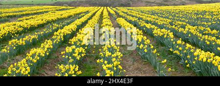 Vista panoramica dei narcisi in una fattoria. Il fiore è una fonte di galantamina, un composto alcaloide noto per rallentare la progressione del morbo di Alzheimer Foto Stock