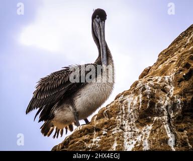 Un pellicano marrone, Isla Isabela, Galapagos, Ecuador Foto Stock