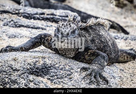 Ritratto di Iguana Marina sull'Isola di Fernandina, Galapagos, Ecuador Foto Stock