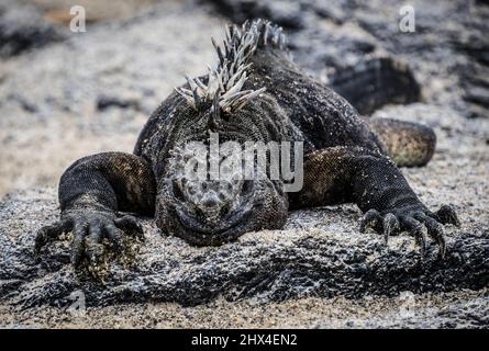 Ritratto di Iguana Marina sull'Isola di Fernandina, Galapagos, Ecuador Foto Stock