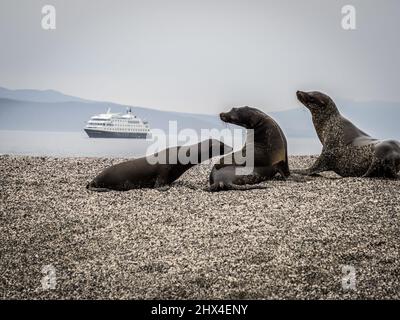 Se leoni Fernandina Island, Galapagos, Ecuador Foto Stock