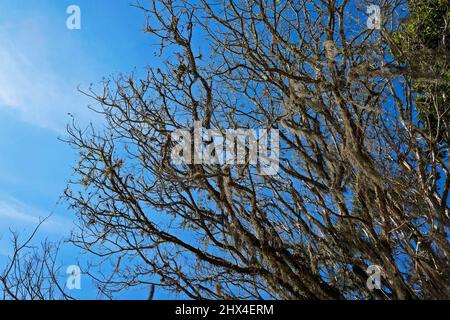 Rami d'albero in inverno, Rio de Janeiro Foto Stock