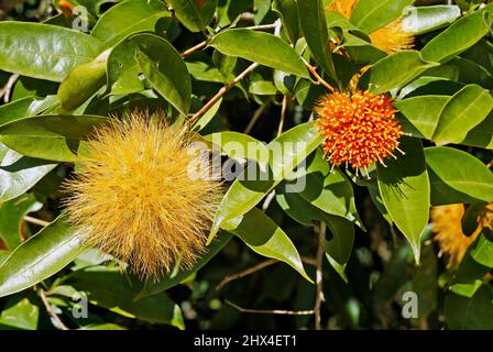 Polvere gialla fiori (Stifftia chrysantha) Foto Stock