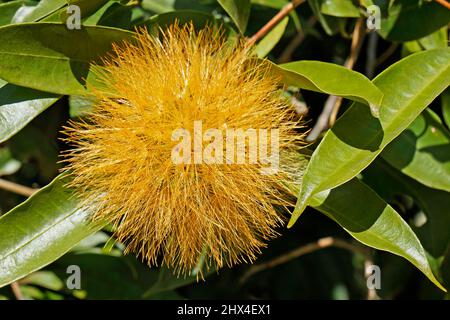 Giallo polvere fiore (Stifftia chrysantha) Foto Stock