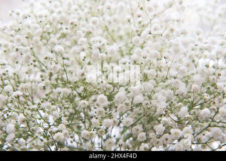 Bouquet di teneri fiori di gypsophila bianco come bella natura primavera sfondo. Primo piano di fiori freschi. Vendita mazzi di fiori. Foto Stock