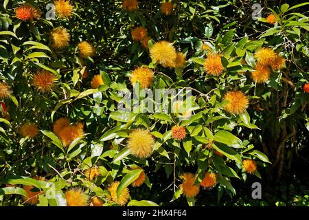 Polvere gialla fiori (Stifftia chrysantha) Foto Stock