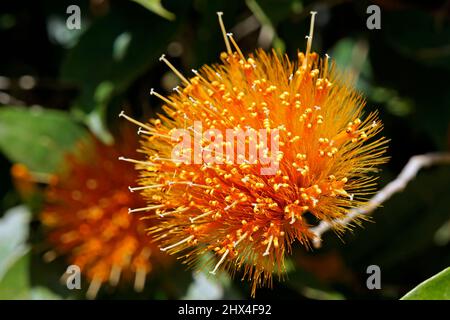 Giallo polvere fiore (Stifftia chrysantha) Foto Stock