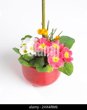 Pianta di fioritura in vaso di ceramica, primo piano Foto Stock