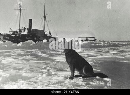'John' sembra gradire avere la sua foto scattata: Il 'Taimyr' e l'aereo 'N-224' di Vlasov sono visti sullo sfondo. Il 19 febbraio, alle 5,30p.m. la stazione di spostamento 'Polo Nord' ha terminato i suoi lavori. L'eroico quartetto di Papanin è stato rimosso dal ghiaccio che sgocciolava nel Mare di Groenlandia dagli equipaggi dei due rompighiaccio, 'Taimir' e 'Murman'. Febbraio 14, 1938. (Foto di Soyuzphoto). Foto Stock