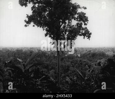 Bougainville Terrain -- in denso terreno giungla come questo, i Marines degli Stati Uniti combattevano la sanguinosa battaglia di Bougainville. Questa foto è stata scattata dalla parte superiore di Hellzapoppin Ridge, dove i leathernecks hanno visto alcuni dei combattimenti più duri della campagna. Gennaio 14, 1944. (Foto della fotografia ufficiale del corpo Marino degli Stati Uniti). Foto Stock