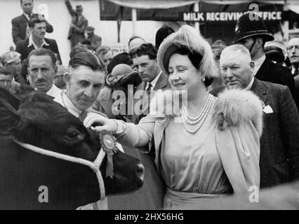 La regina dà un'occhiata al bestiame del premio del re -- la regina Elizabeth del Regno Unito fa gli amici con un campione rosso del sondaggio della mucca reale frolic ', entrato dal re al Royal; mostra della società agricola a Cambridge. La principessa Margaret doveva aver partecipato allo spettacolo, ma si ammalò durante il viaggio e tornò a Buckingham Palace dove fu annunciato che aveva un freddo. Luglio 05, 1951. (Foto di Paul Popper). Foto Stock