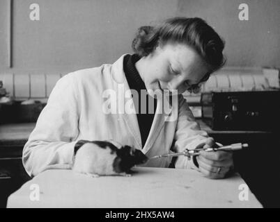 Circondato da ratti - le piace -- Joey prende la sua 'medicina' - vitamina D. ragazza in mille ha 18 anni Daphne Hislop, Chi lavora nei Crookes Laboratories, Park Royal, Loudon - per lei fa animali domestici della sua famiglia di ratti utilizzati per la ricerca vitaminica e Daphne ha più di 1.000 ratti a cui prendersi cura, Joey, quello in queste immagini, è uno speciale preferito. Una volta era un povero esemplare che soffriva di ricci, ma l'olio di vitamina D nel suo cibo lo ha reso un elegante e raffinato compagno. Febbraio 26, 1947. (Foto per funzioni speculare). Foto Stock