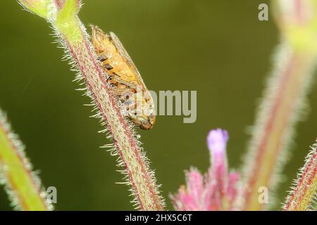 Spittlebug pascolo (Philaenus spumarius) Foto Stock