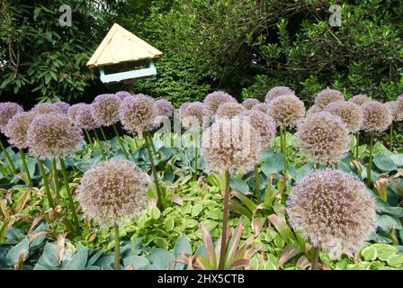 Slovenia, Lubiana, Volcji Potok Arboretum - vista generale dei giardini Foto Stock