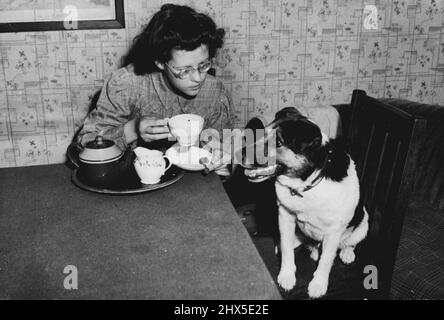 Il parlante Terrier di Royston Herts - Miss Kathleen Brissenden che chiede 'ben' è lui vorrebbe una tazza di tè. 'Ben' un Fox Terrier di sei anni, l'animale domestico del sig. E della sig.ra Brissenden realmente parla e dirà 'desidero uno ' chiaramente e distintamente. Gli esperti veterinari, che-benchè scettici, hanno verificato 'la dichiarazione di ben' alla fama, suggeriscono che i tentativi dovrebbero essere fatti per insegnargli altre frasi. Agosto 12, 1946. (Foto di Sport & General Press Agency Limited). Foto Stock