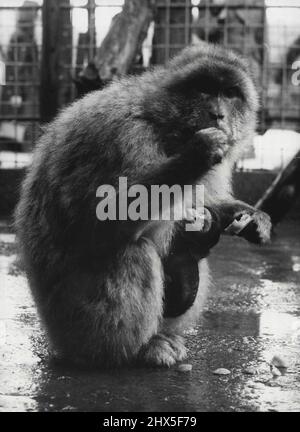 Madeline arrivò con una sorpresa -- Barbary ape Madelime guarda i visitatori sospetti come il suo giovane di una settimana si aggrappa alla sua pelliccia nel loro recinto al Chester Zoo. Madeline è appena arrivata allo Zoo con un compagno, Winnie, in regalo dal Governatore di Gibilterra. Durante il viaggio in mare ha dato alla luce il suo giovane in modo che lo Zoo ricevette tre delle famose scimmie della roccia invece di due. Giugno 13, 1955. (Foto di Reuterphoto). Foto Stock