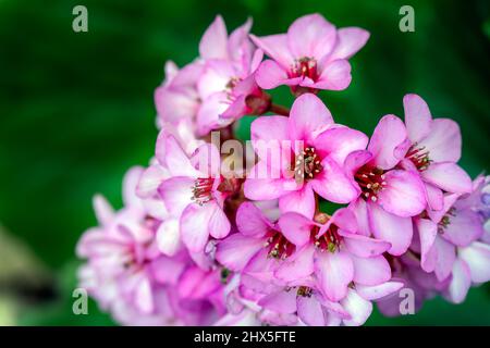 Groppa formante rosa Bergenia cordifolia in inverno nel sud della Francia, da vicino Foto Stock