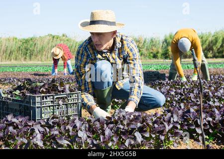 Agricoltore maschio che raccoglie i verdi rossi della foglia di komatsuna Foto Stock