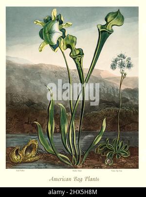 Un'illustrazione di inizio 19th secolo delle piante americane di Bog, che mostra un cavolo skunk (Symplocarpus foetidus), una piantina gialla (Sarracenia flava), e un flytrap di Venus (Dionaea muscipula) che cresce sulla riva di uno stagno. La piantina gialla e il flytrap di Venus sono piante carnivore. Questa opera di Robert John Thornton 'il Tempio della Flora' nel 1807, è stata stampata, per l'editore, da T. Bensley, Londra, Inghilterra. Foto Stock