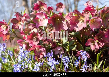 Fiori rosa di hellebore con il nome di Helleborus Walberton Rosemary Walhero, che cresce nel giardino RHS Wisley di Surrey, Regno Unito, in primavera. Foto Stock